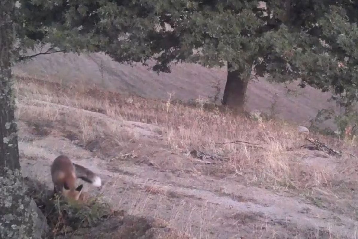 Foto kapanlar kızıl tilkilerin gündüz aktifliğini ortaya çıkardı