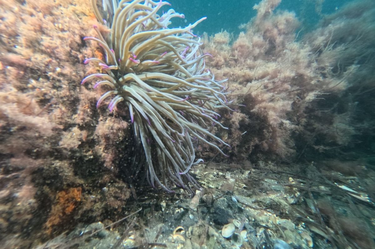 Marmara Denizi’nde hayalet ağ tehdidine karşı kapsamlı araştırma başlatıldı