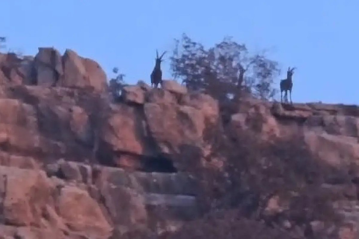 Siirt–Şırnak sınır hattında yaban hayatının zenginliği bir kez daha gözler önüne serildi