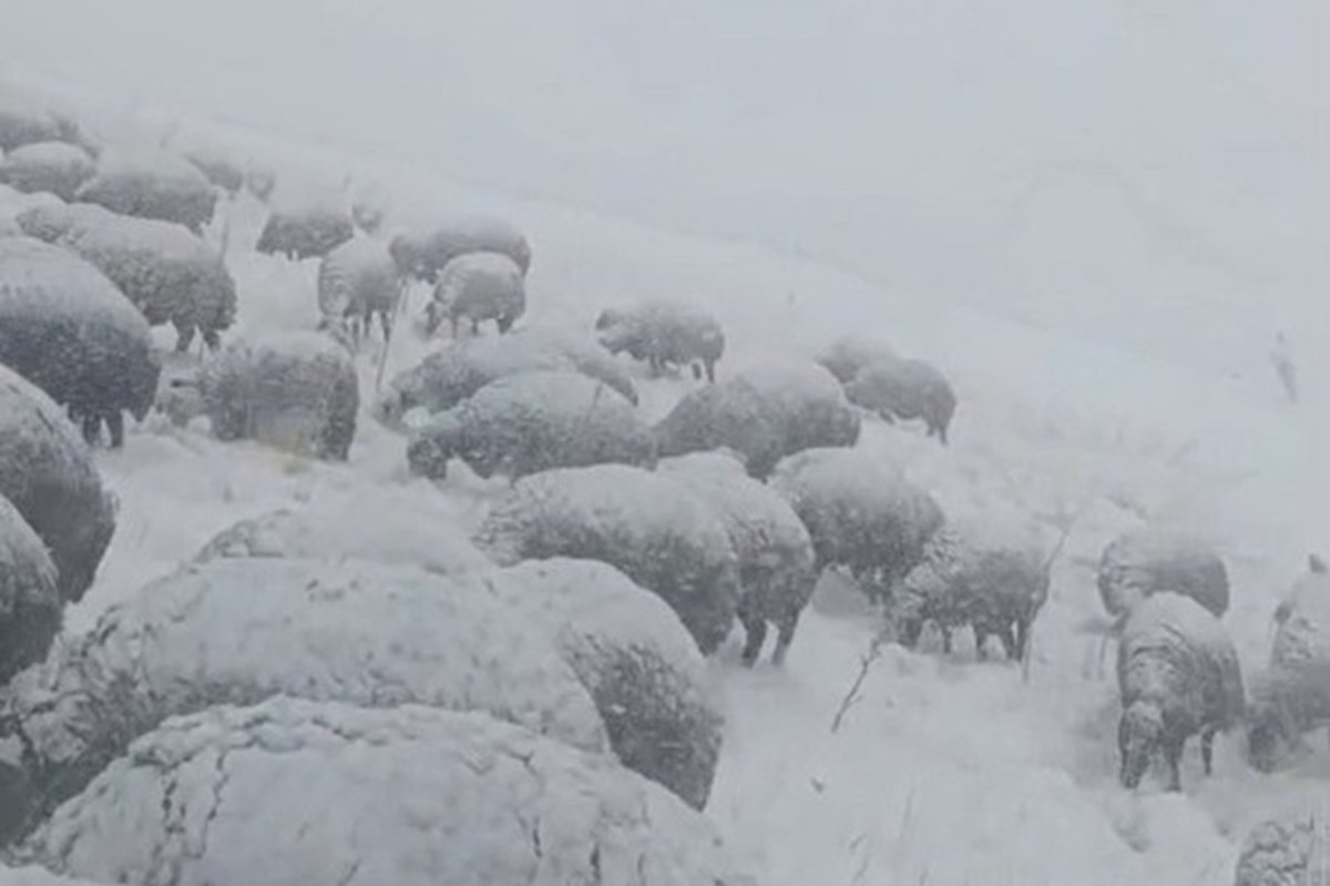 Çoban koyunları ile tipiye yakalandı