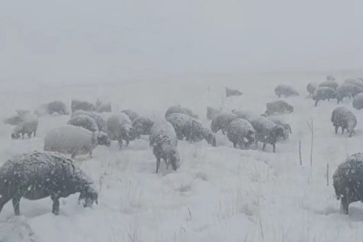 Çoban koyunları ile tipiye yakalandı