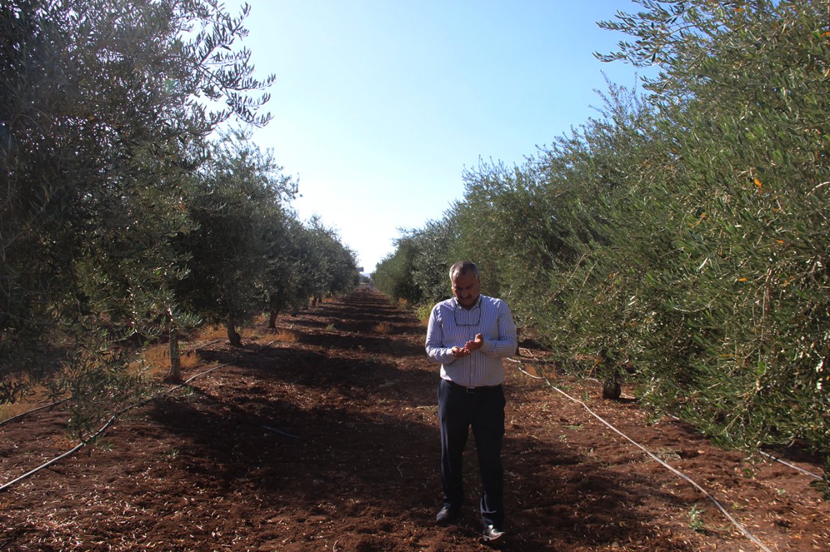 Şırnak’ta zeytine don vurdu: Çiftçi destek bekliyor