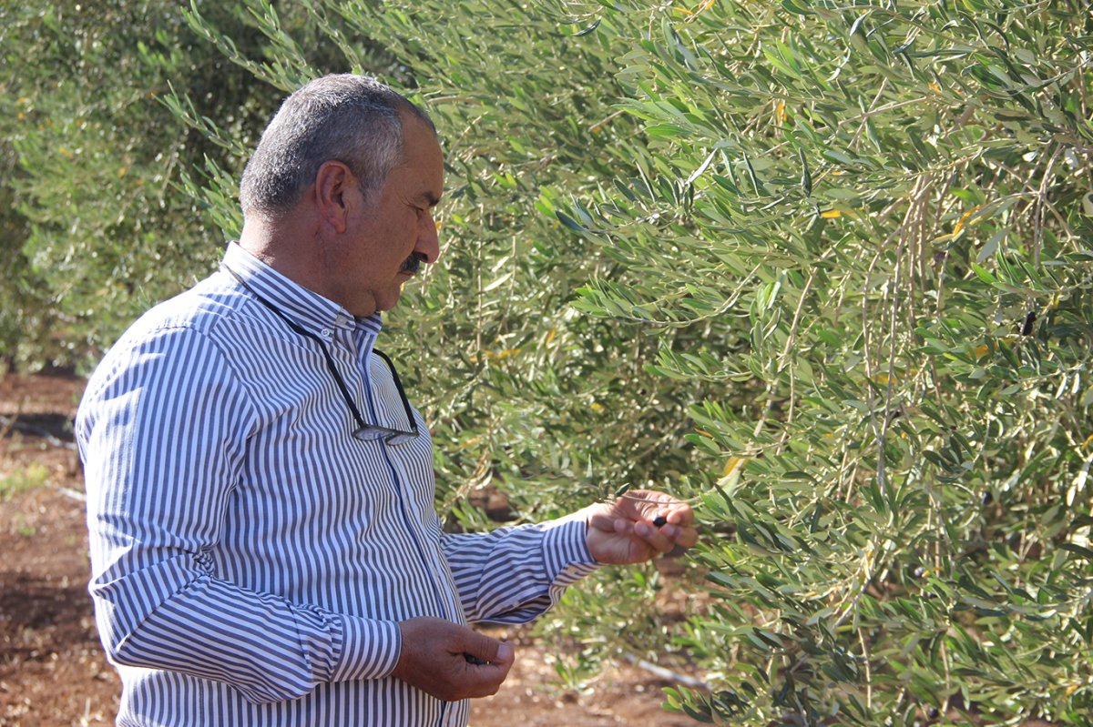 Şırnak’ta zeytine don vurdu: Çiftçi destek bekliyor