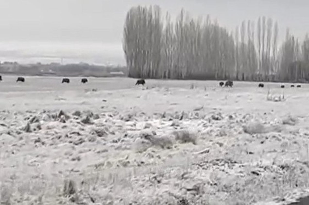 Ağrı şehir merkezine yakın bölgede domuz sürüsü görüntülendi