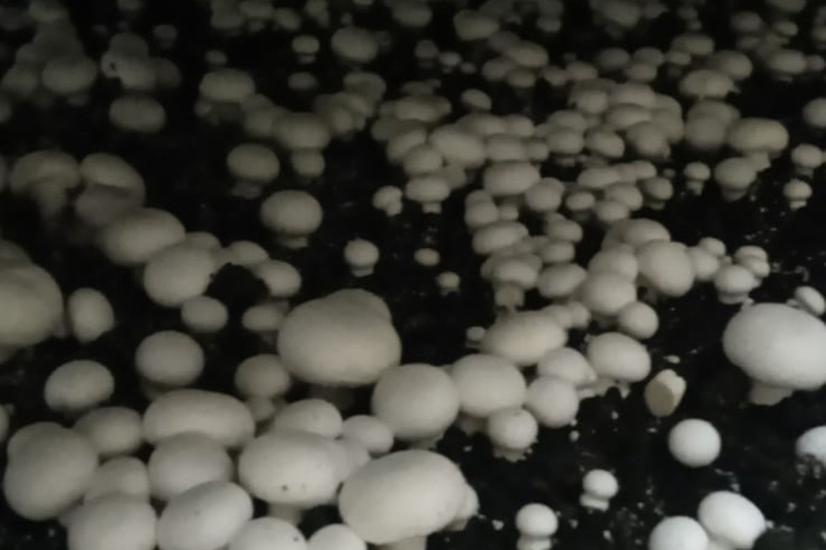 Batman'da kültür mantarı hasadı başladı