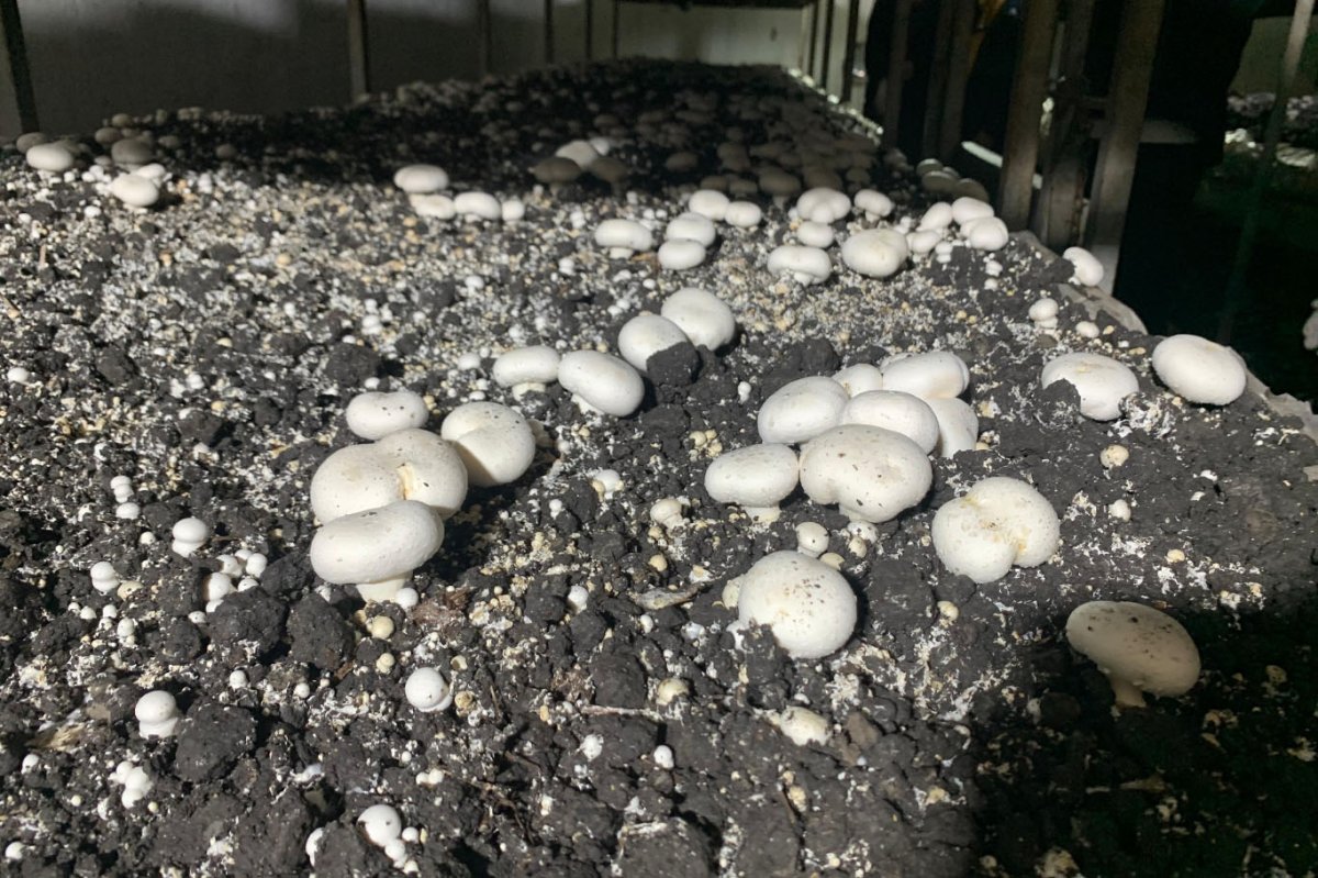 Batman'da kültür mantarı hasadı başladı