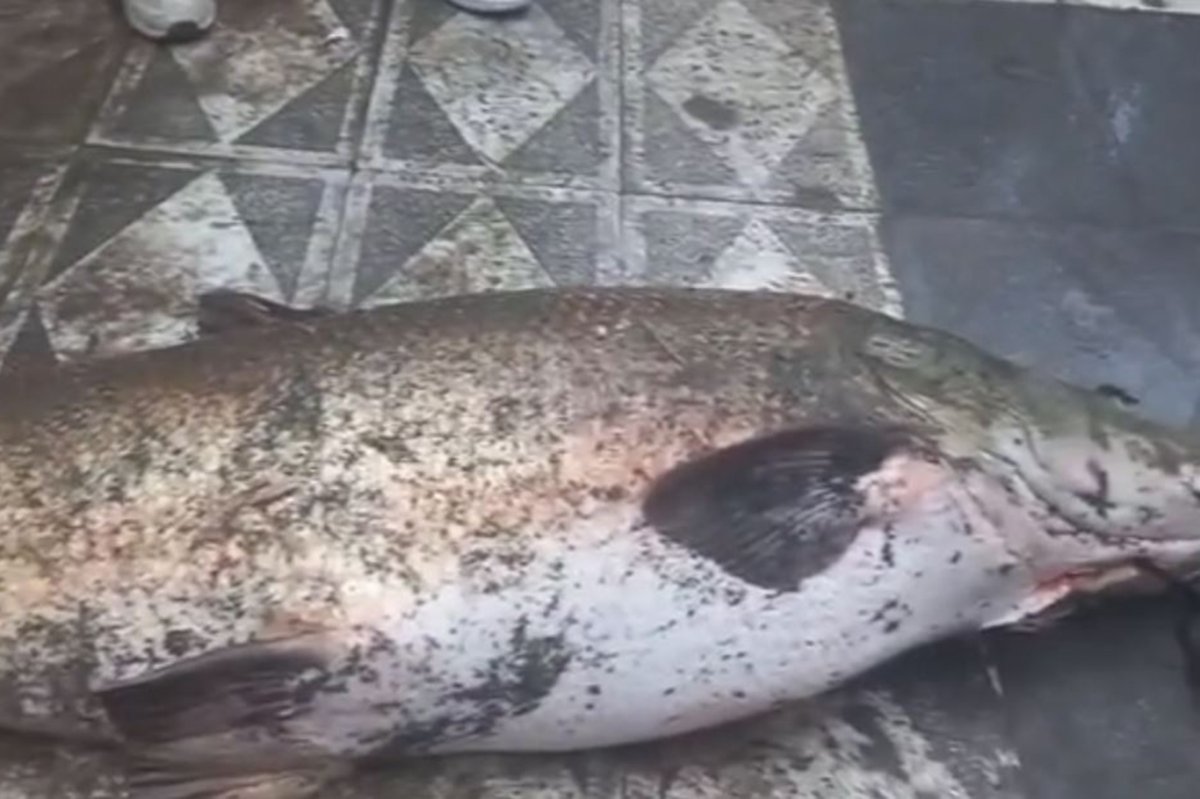 Murat Nehri'nde 60 kilogramlık turna balığı yakalandı