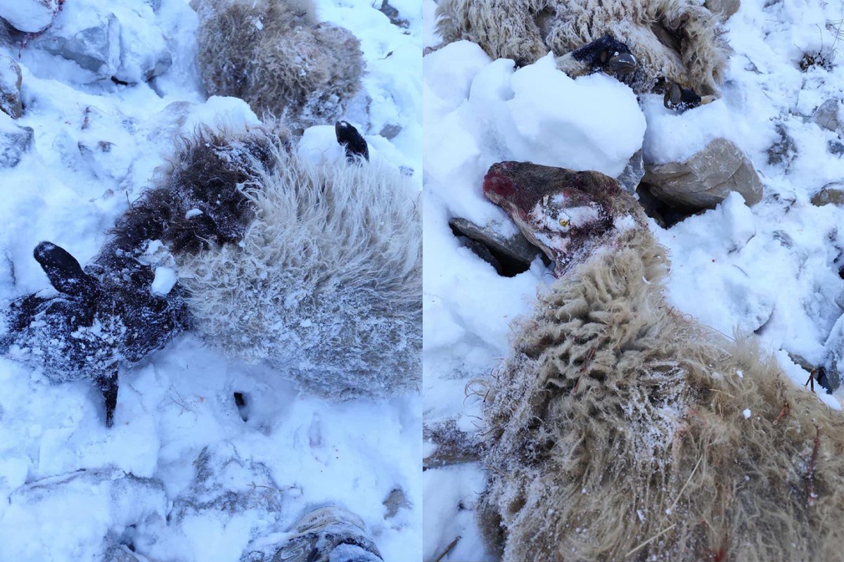 Kurtlar sürüye saldırdı: 70 koyun telef oldu