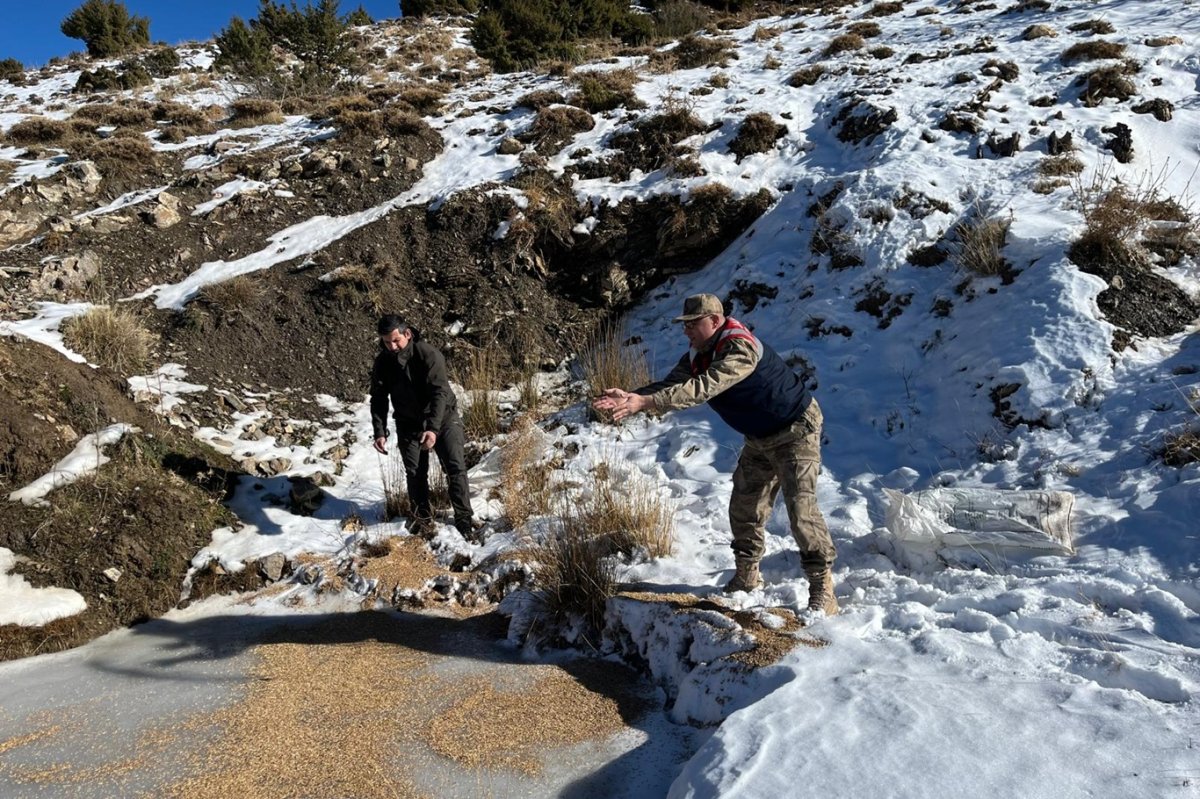 Siirt’te zorlu kış şartlarında yaban hayvanları için doğaya yem bırakıldı