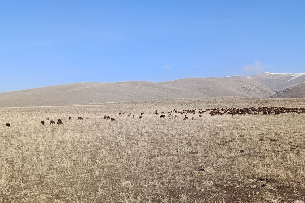 Ağrı'da "Aralık" sürprizi, hayvanlar dağlarda otluyor