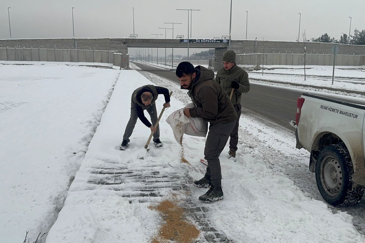 Batman'da yaban hayvanları için doğaya yem bırakıldı