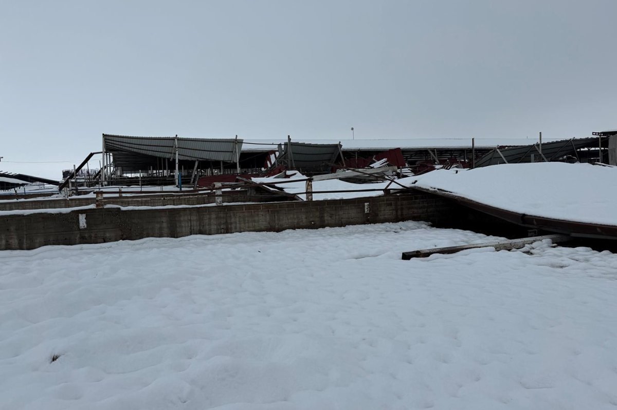 Bismil'de karın ağırlığına dayanamayan çatılar çöktü: 20 biçerdöver hasar gördü