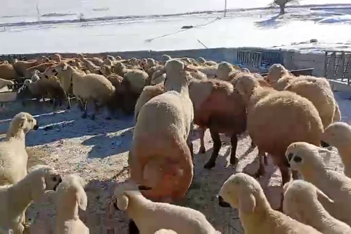 Malatyalı küçükbaş yetiştiricisi: Hayvancılık emek, sabır ve alın teri ister