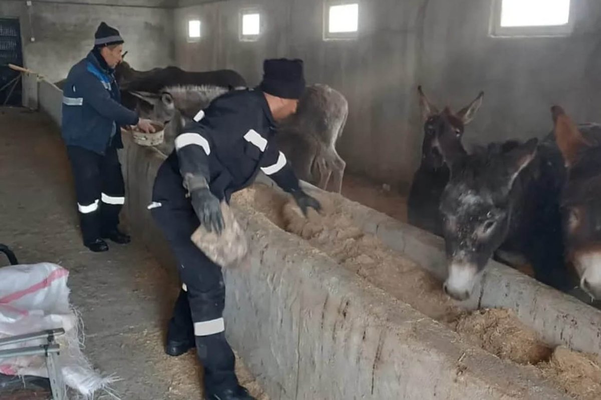 Genç Belediyesi’nden sahipsiz hayvanlara kış desteği