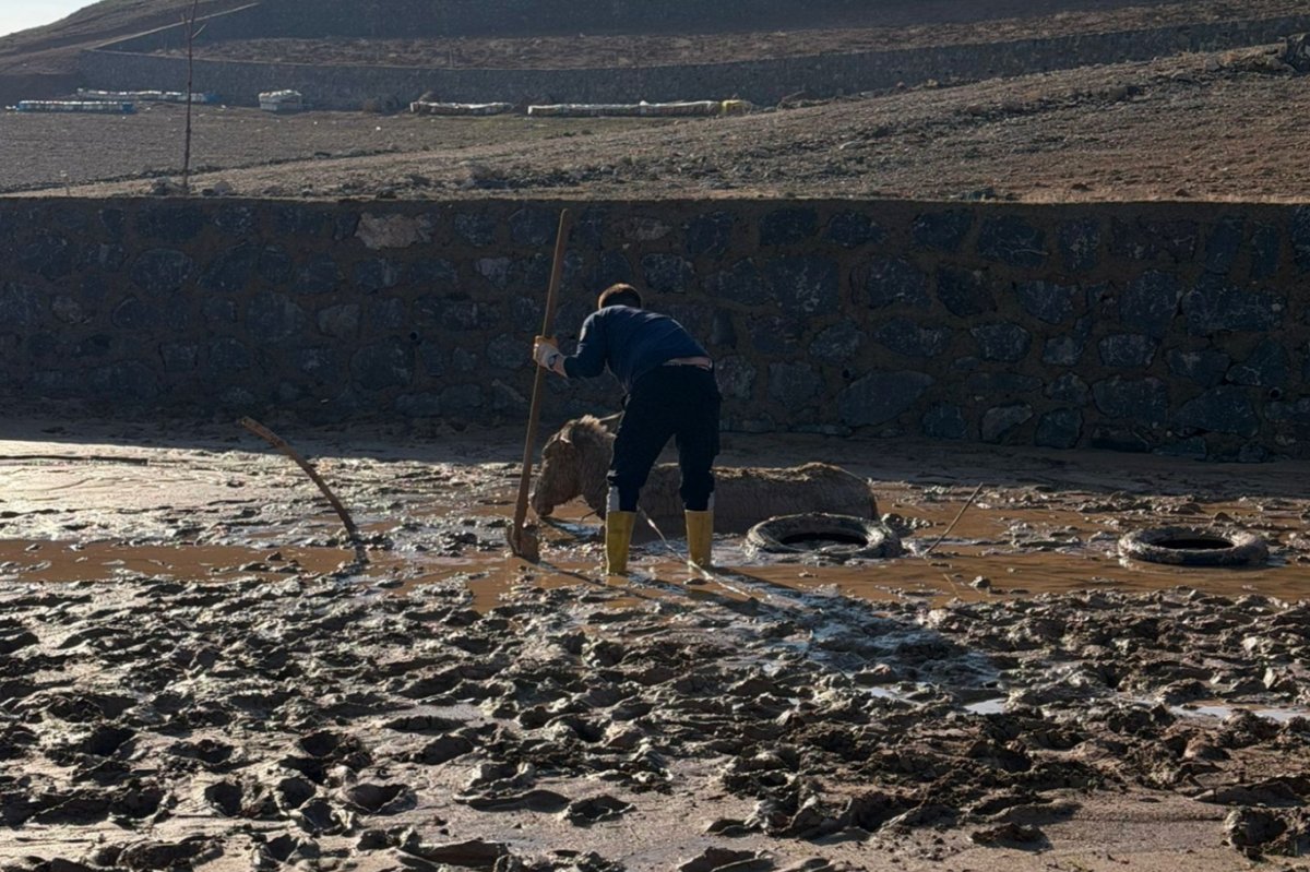Cizre'de bataklığa düşen eşek kurtarılana kadar yavrusu yanından ayrılmadı