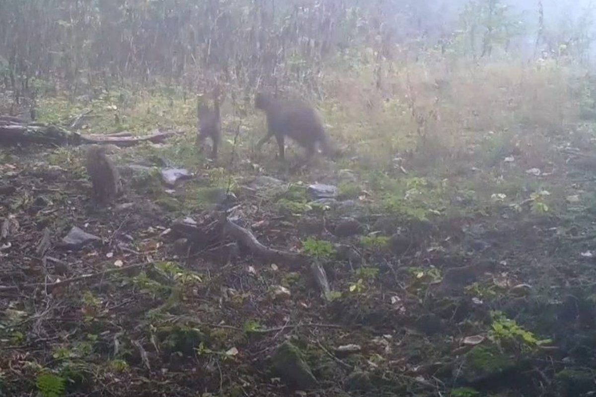 Bursa'da yaban kedisi ve yavruları foto kapanla görüntülendi