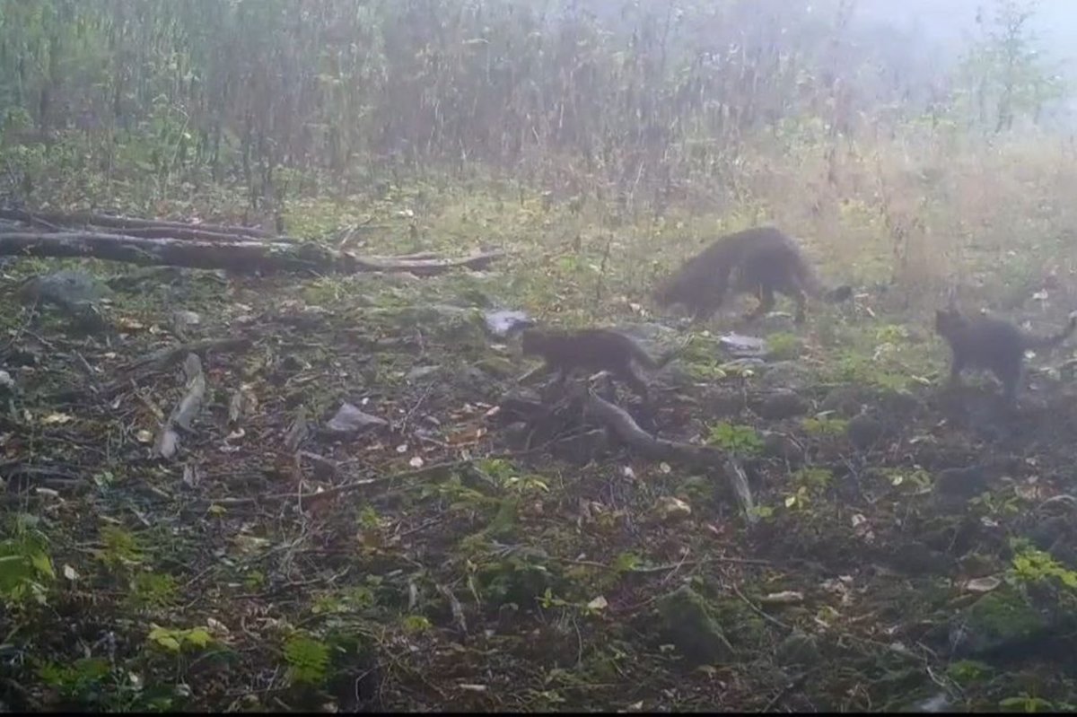 Bursa'da yaban kedisi ve yavruları foto kapanla görüntülendi