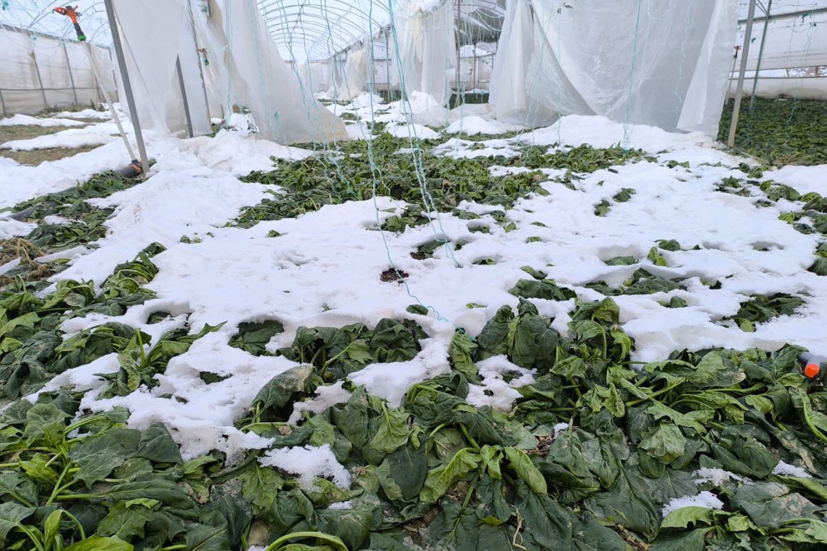 HÜDA PAR İl Başkanı Şahin: Seralarda büyük hasar var, çiftçi destek bekliyor