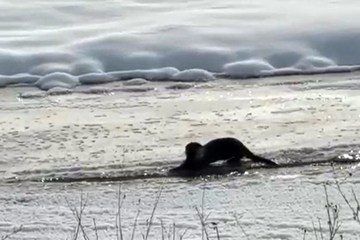 Nesli tükenme tehlikesi ile karşı karşıya olan su samuru Ağrı’da görüntülendi