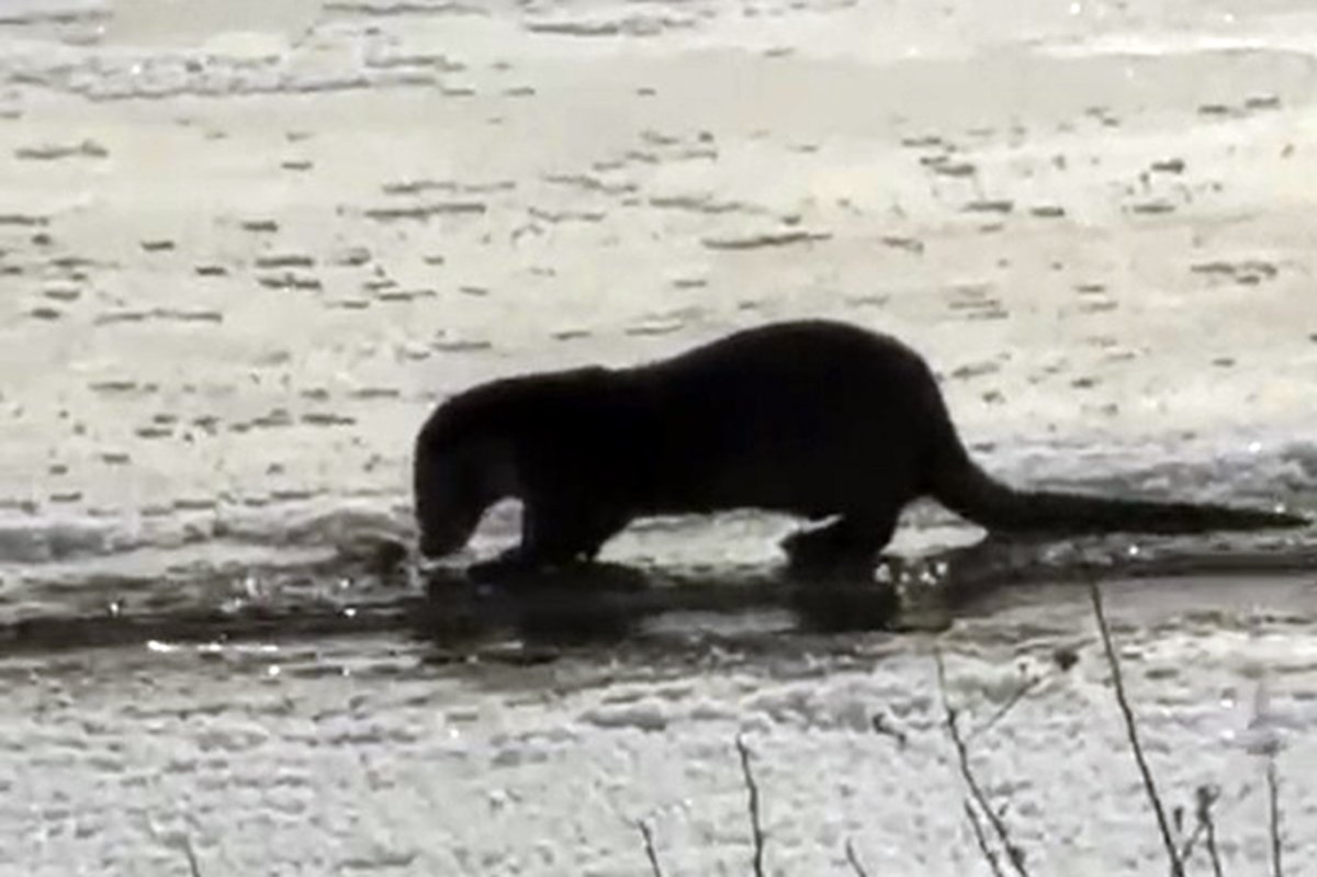 Nesli tükenme tehlikesi ile karşı karşıya olan su samuru Ağrı’da görüntülendi