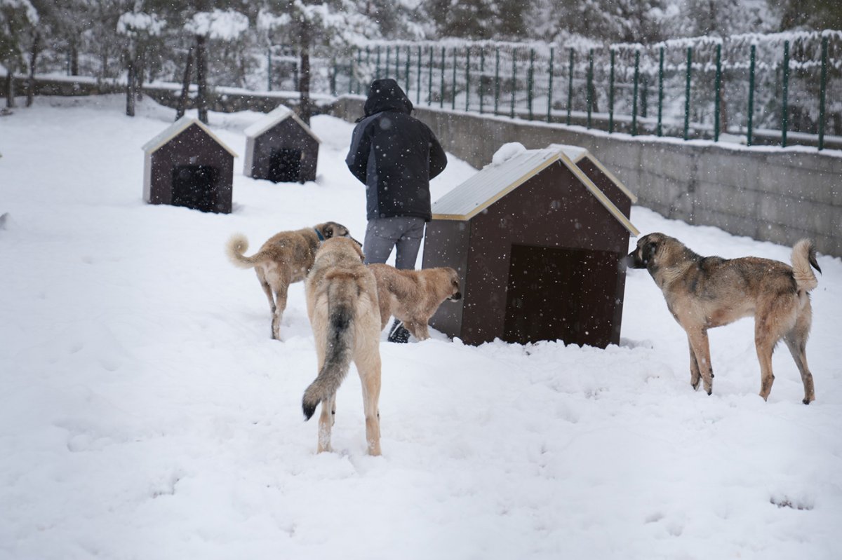 Malatya'nın ikinci hayvan barınağı hizmete başladı