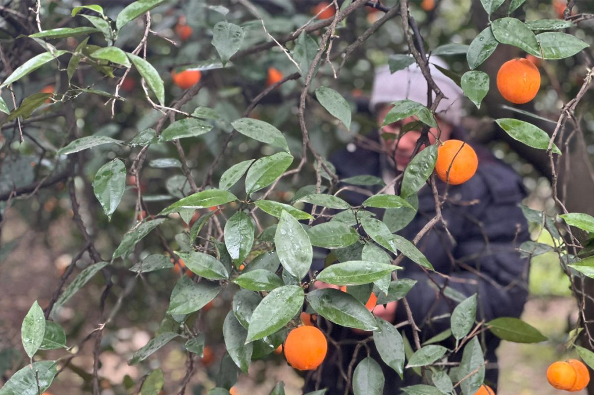 Don tehlikesi narenciyeyi vurdu, küçük üretici çaresiz kaldı