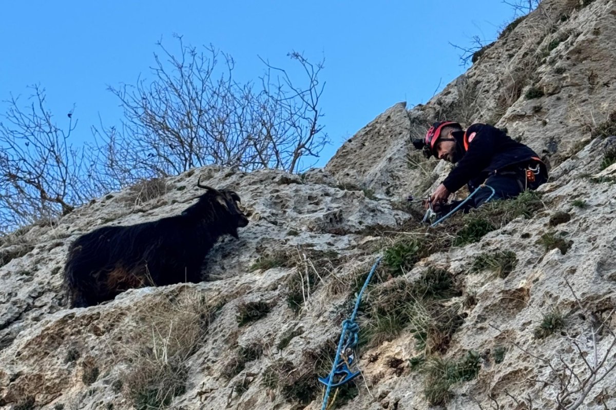 Mardin’de dağda mahsur kalan keçi kurtarıldı