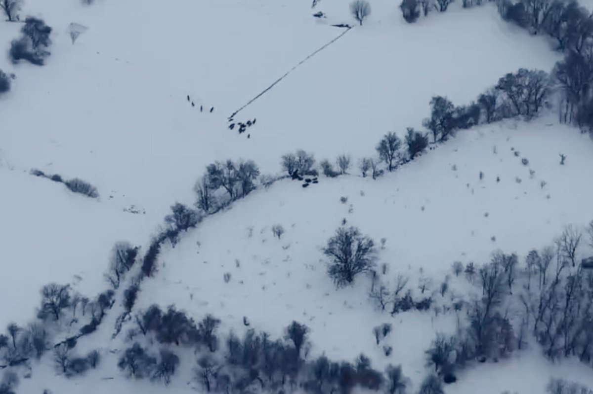 Diyarbakır'da yaban domuzu sürüsü havadan görüntülendi