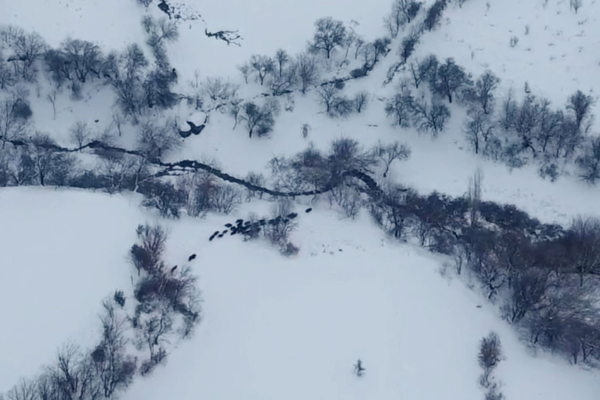 Diyarbakır'da yaban domuzu sürüsü havadan görüntülendi