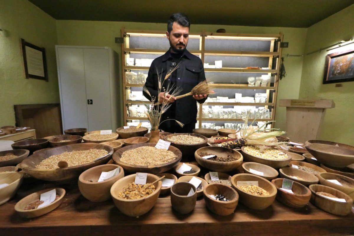 12 bin yıllık "Iza Buğdayı" üniversite-çiftçi iş birliğiyle Mengen’de yeniden filizlendi