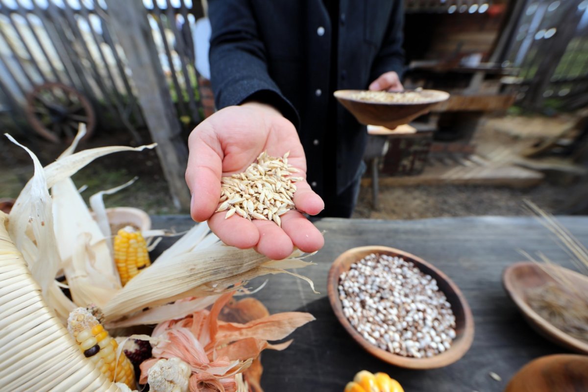 12 bin yıllık "Iza Buğdayı" üniversite-çiftçi iş birliğiyle Mengen’de yeniden filizlendi