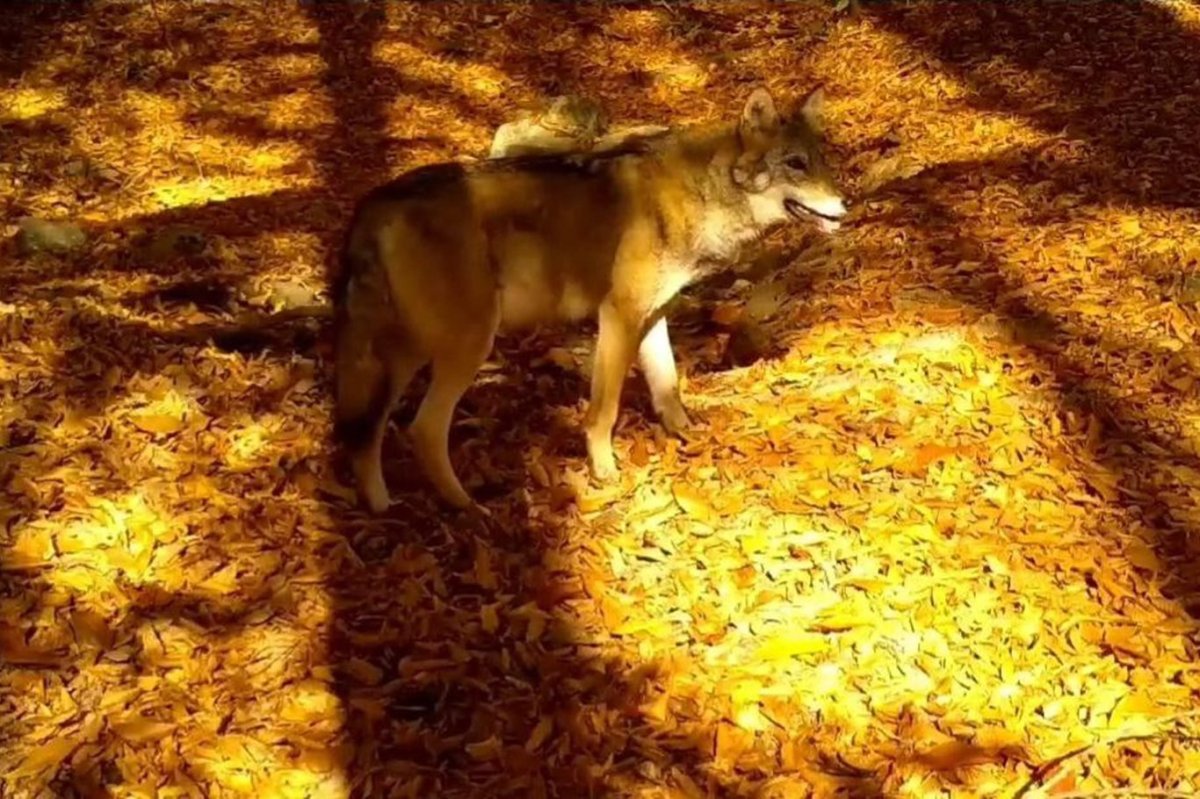 Bursa’da kurt, fotokapanlar tarafından görüntülendi