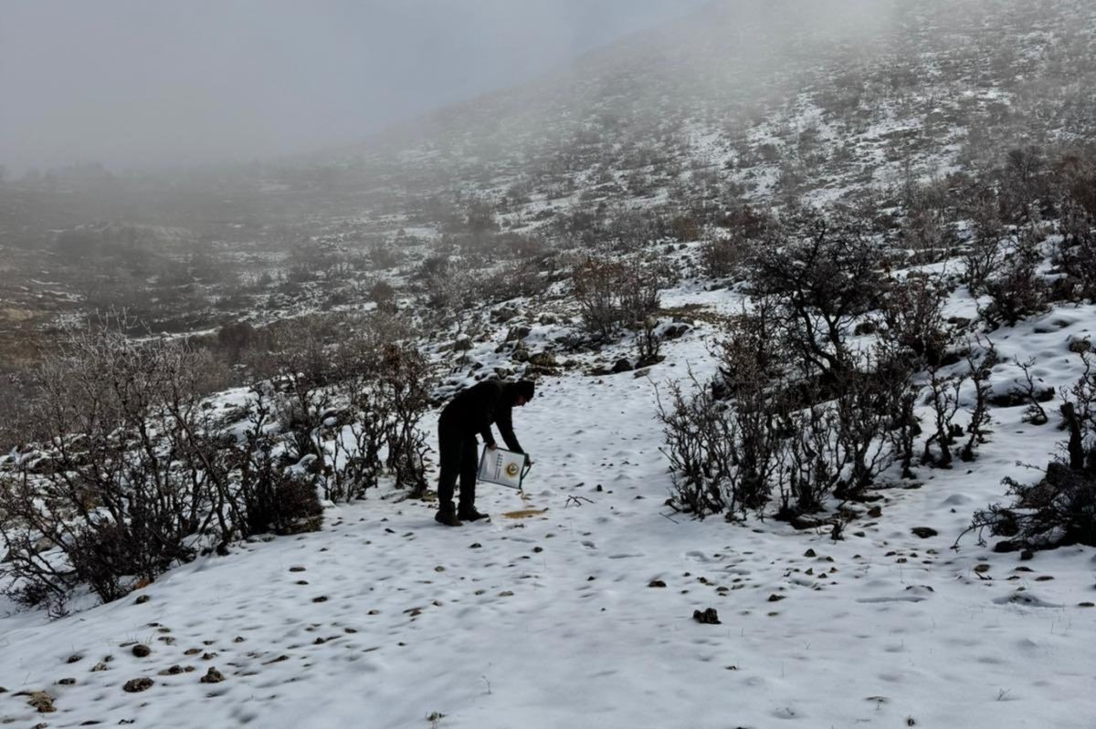 Batman'da yaban hayvanları için yemleme çalışması sürüyor