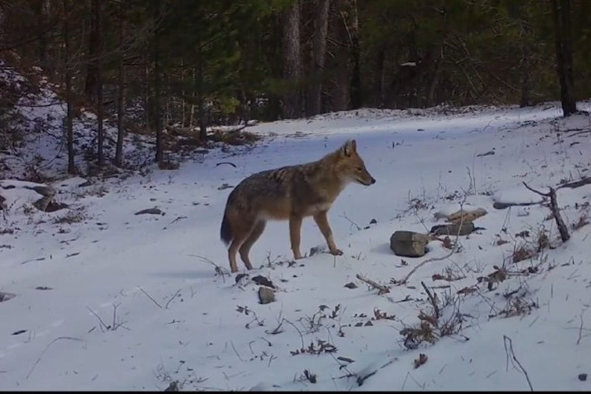 Çakalın kış mücadelesi fotokapanlara yansıdı