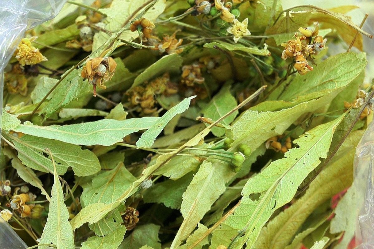 Gribe karşı doğal destek: Ihlamur ve bitki çayları