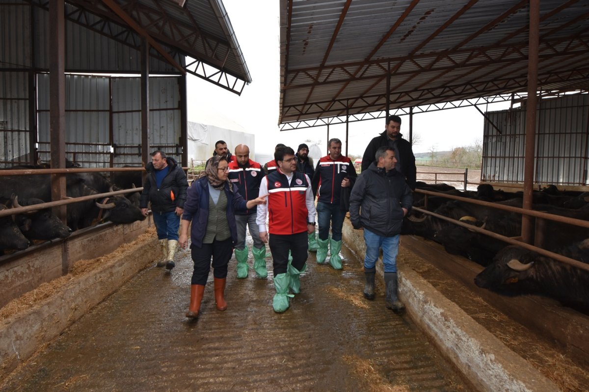 Tarım Bakanlığı'ndan buzağı kayıplarının azaltılması için eğitim