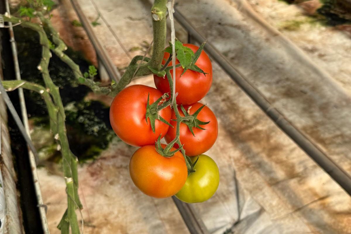 Sera OSB'de topraksız tarım dönemi başladı