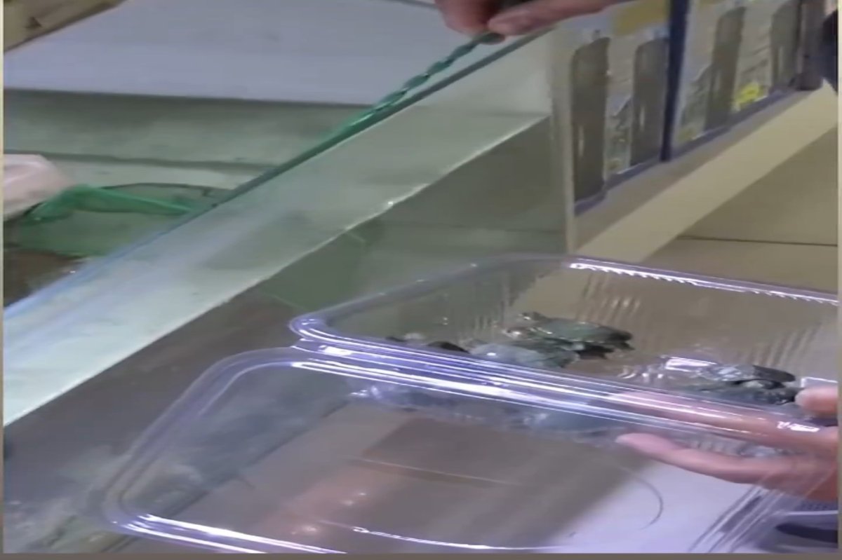 Bursa’da kaçak su kaplumbağası operasyonu