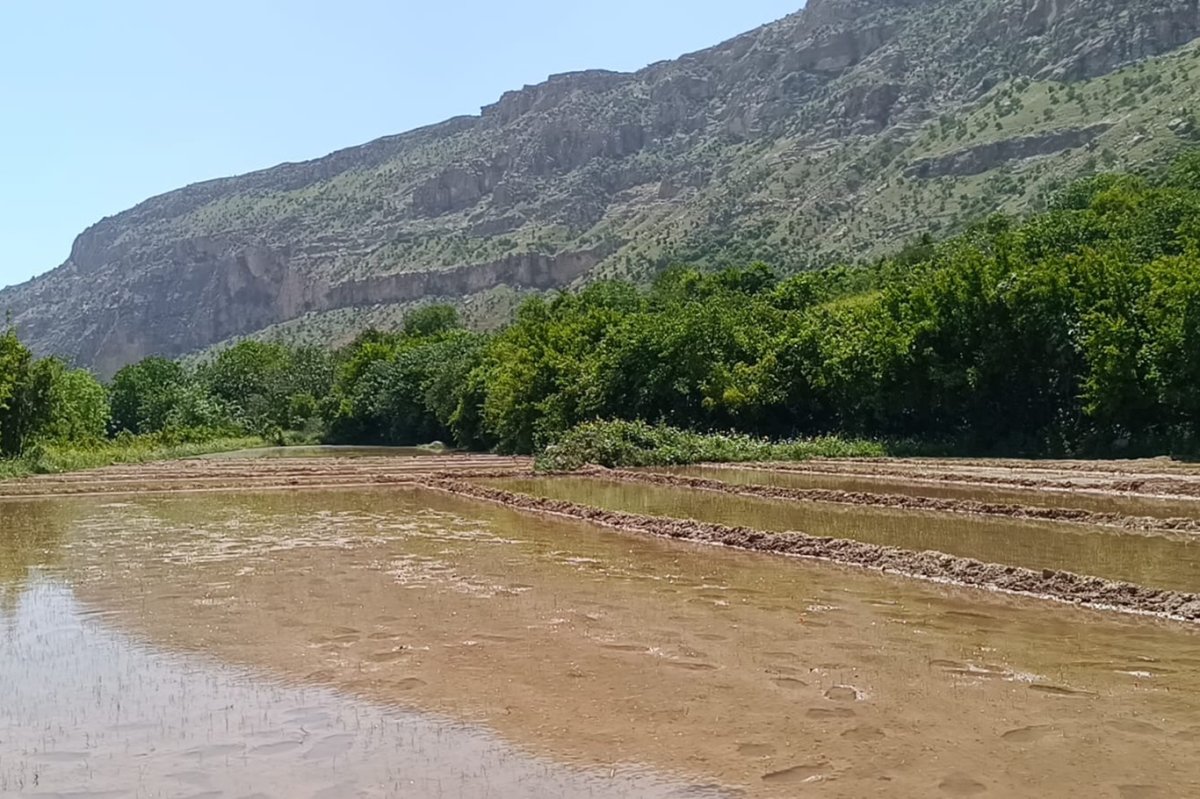 Toprak suya doydu: Siirt’te bereketli yıl beklentisi