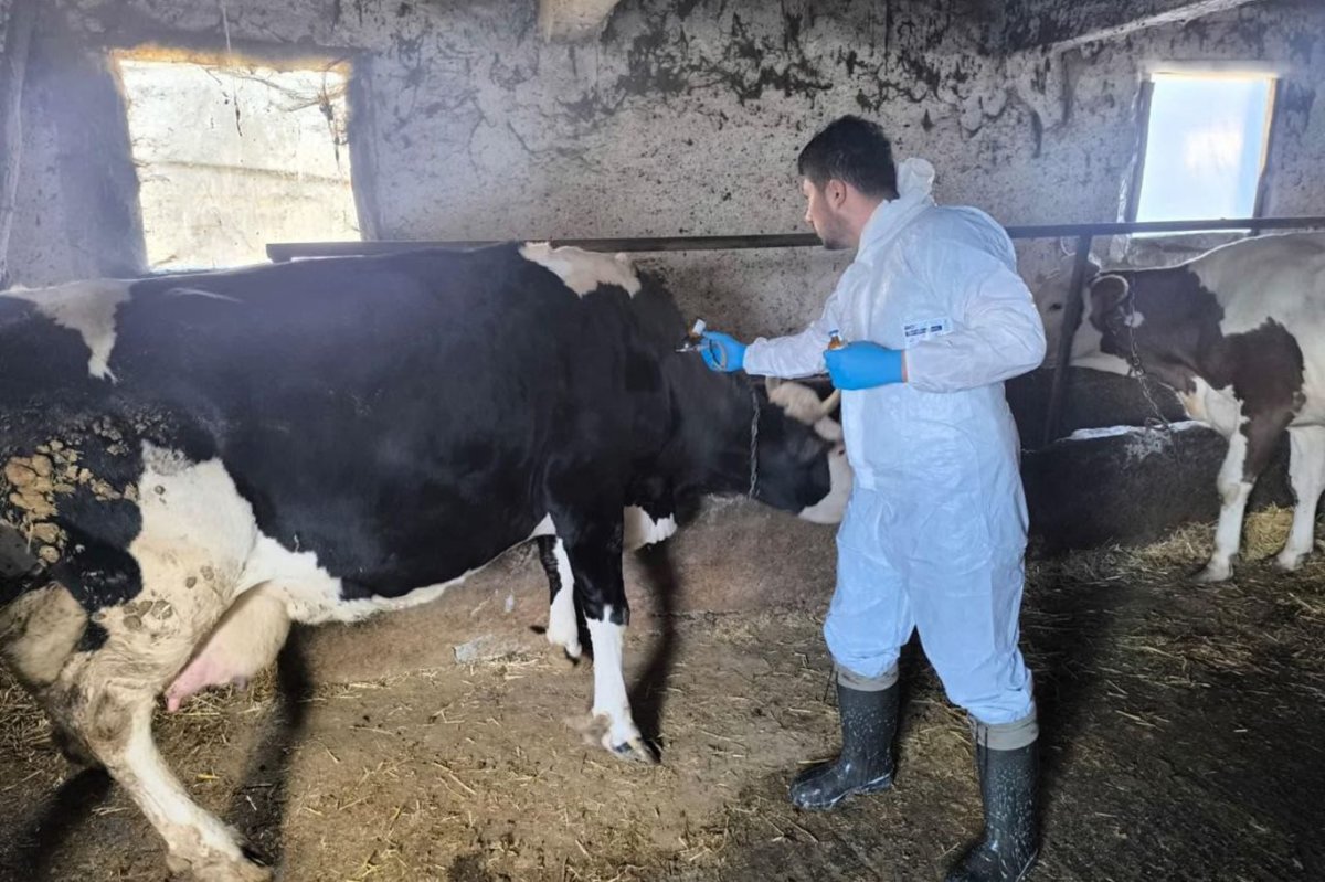 İlkbahar dönemi şap aşılama kampanyası başladı