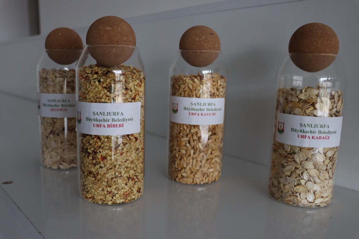 Şanlıurfa’da ata tohumları çiftçilerle buluşuyor