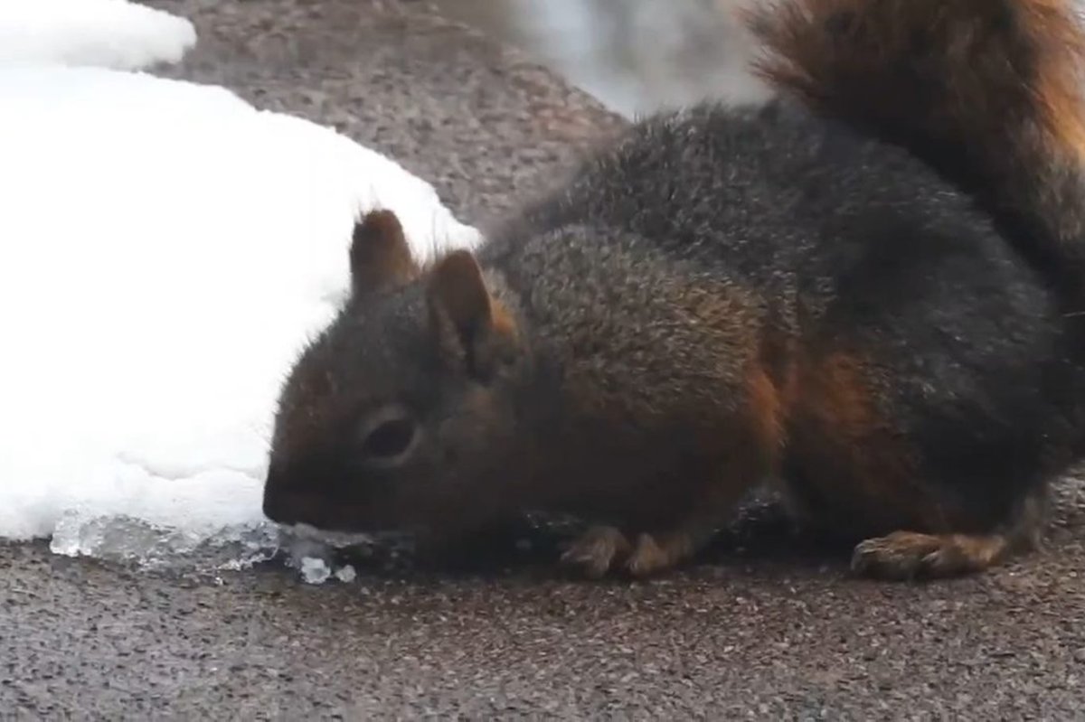 Uludağ’da su kaynakları donunca sincaplar susuzluğunu karla gideriyor