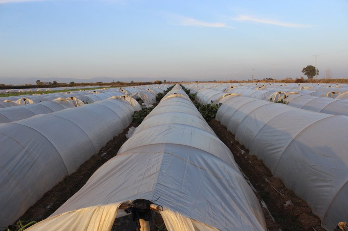 Akdeniz’de fırtına ve zirai don alarmı