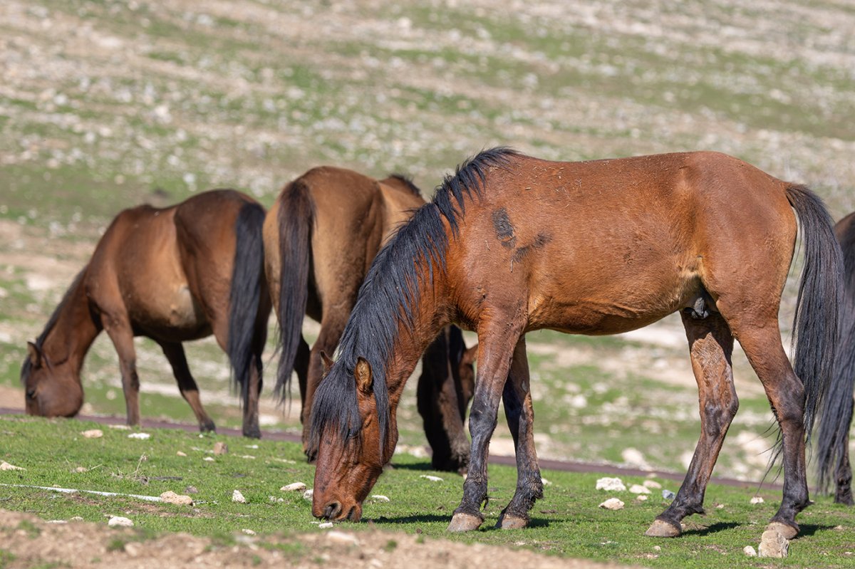 Batman'da yılkı atları gün doğumunda görüntülendi