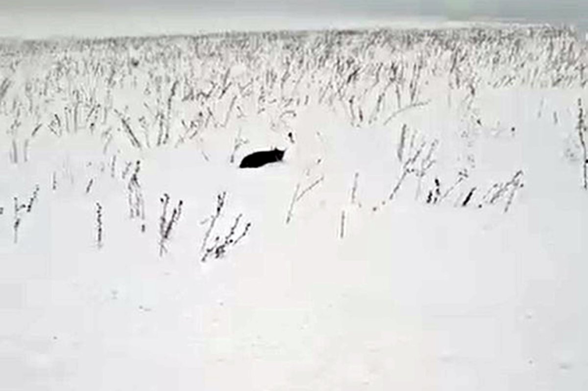 Ağrı’da yorgun düşen vaşak kameralara yansıdı