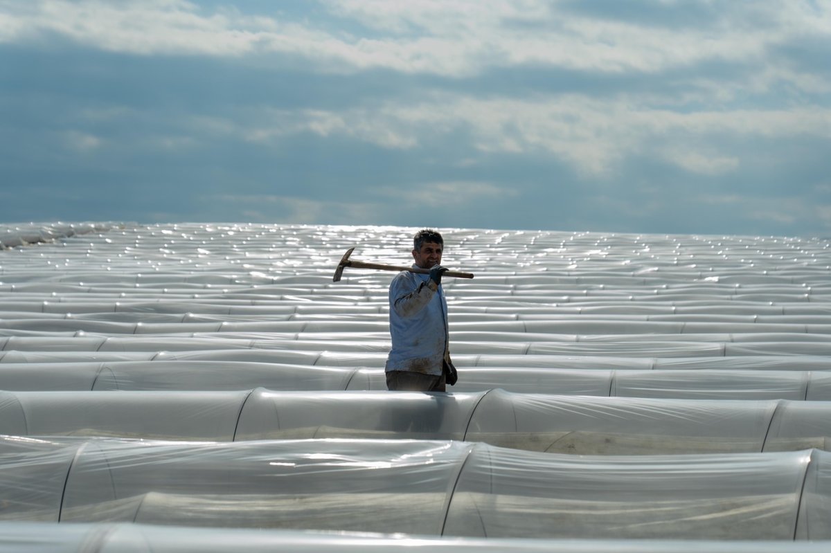 Adana’da örtü altı karpuz hasadında geri sayım başladı