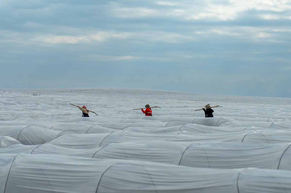 Adana’da örtü altı karpuz hasadında geri sayım başladı