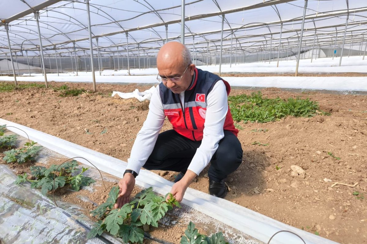 Siirt’te üreticiler erkenci karpuzla pazara hazırlanıyor