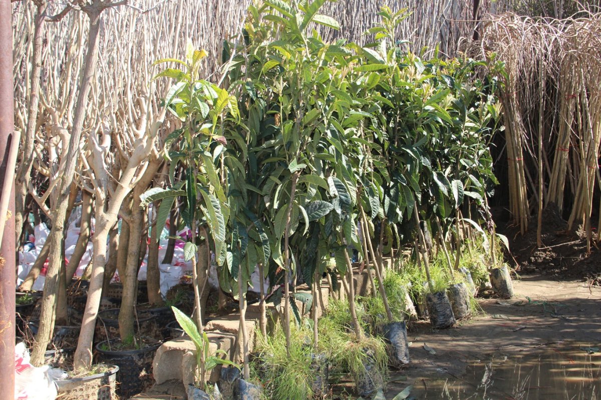 İlkbahar mevsimiyle birlikte meyve fidanı dikim sezonu başladı