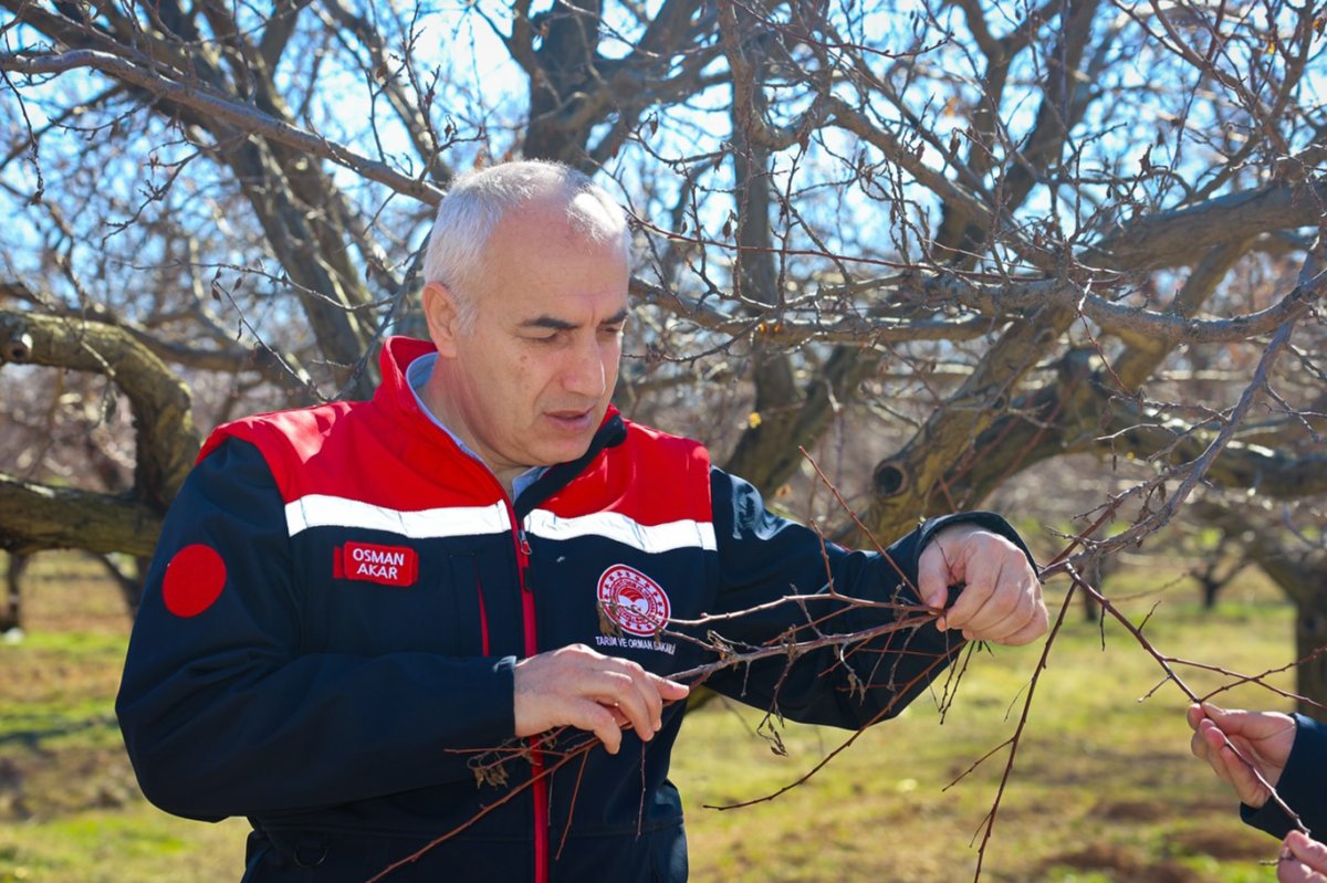 Malatya'da kayısı bahçelerinde inceleme